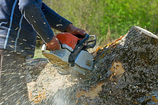 The Steps Involved in Our Tree Care Process in Anadarko, OK